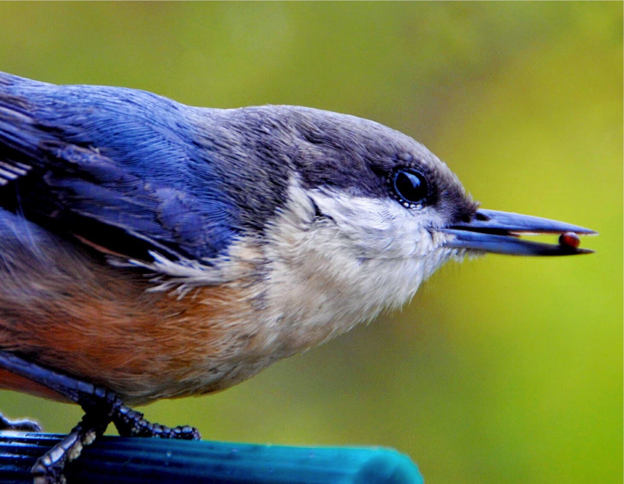 Птица по имени.... Hal Galper Wild Bird. Птица по имени Райли. Птичка по имени Каролина.