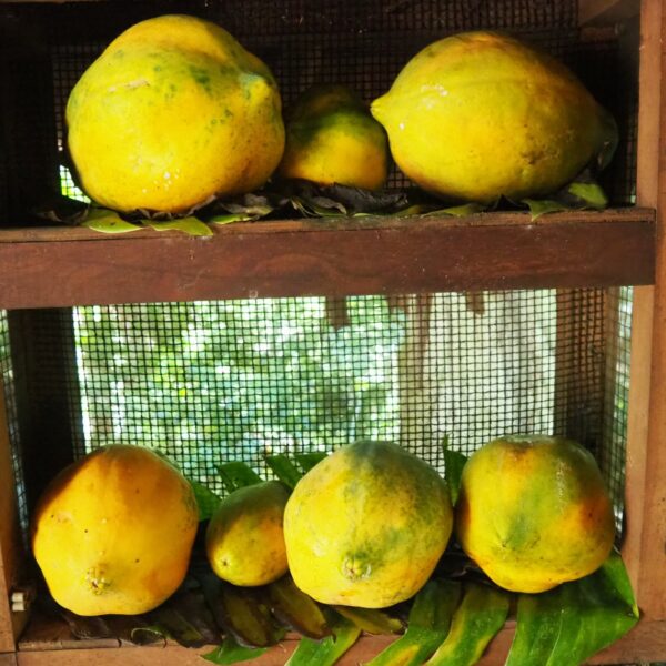 Edenhope Nature Preserve Global Ecovillage Network