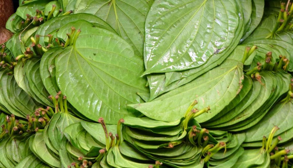 betel-leaf-oil-essential-oil