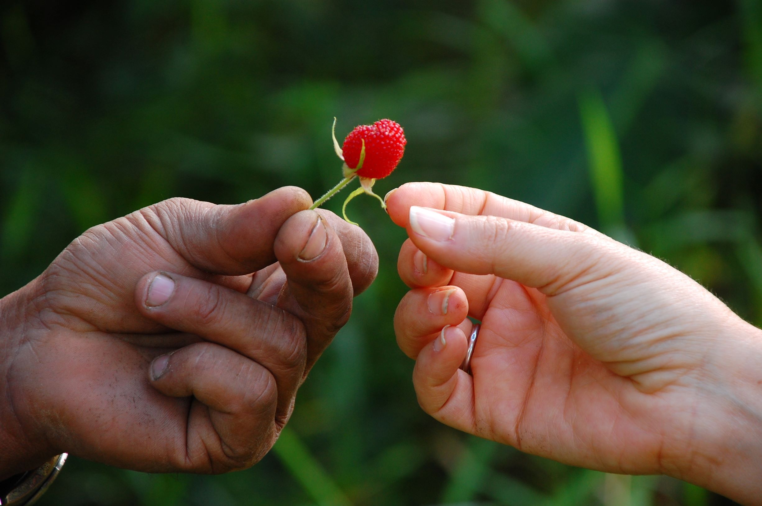 how-to-flourish-as-community-global-ecovillage-network