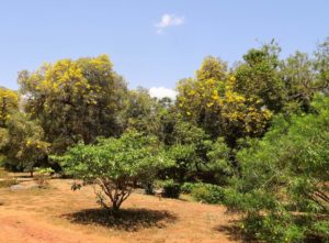 Auroville Garden