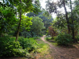 Auroville Garden