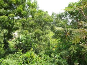 Lush Auroville