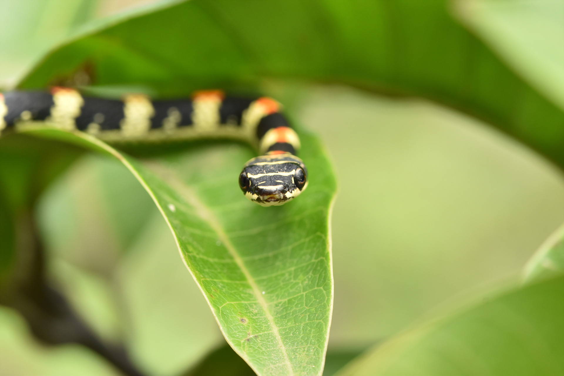  Flying Snake  Global Ecovillage Network