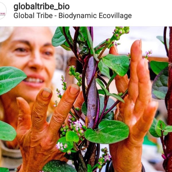Global Tribe Biodynamic Ecovillage Global Ecovillage Network