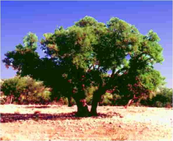 Protect the Argan trees - Global Ecovillage Network